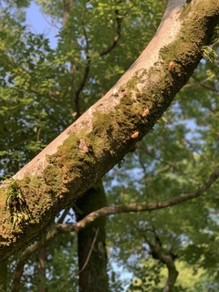 IMG-8852.jpg